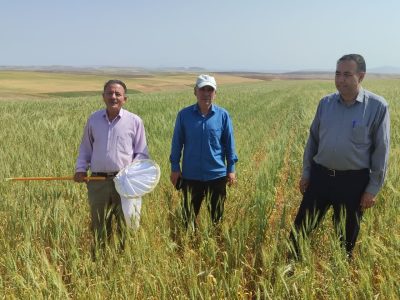 مبارزه با آفت سن گندم در سطح ۸۵ هزار هکتار از اراضی استان آذربایجان شرقی