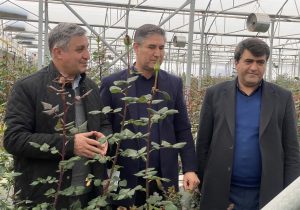 توسعه صنعت گل و گیاه زینتی در آذربایجان شرقی شتاب می‌گیرد