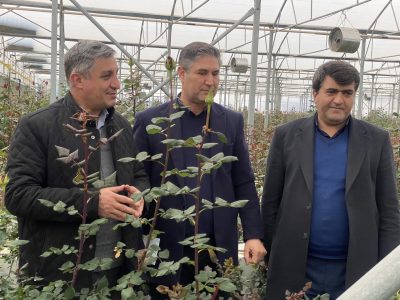 توسعه صنعت گل و گیاه زینتی در آذربایجان شرقی شتاب می‌گیرد