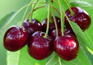 تولید بیش از ۵۰۸۰ تن گیلاس از باغات استان آذربایجان شرقی