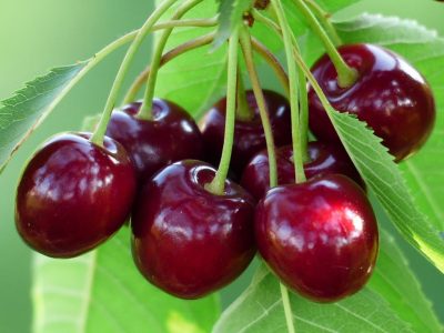 تولید بیش از ۵۰۸۰ تن گیلاس از باغات استان آذربایجان شرقی