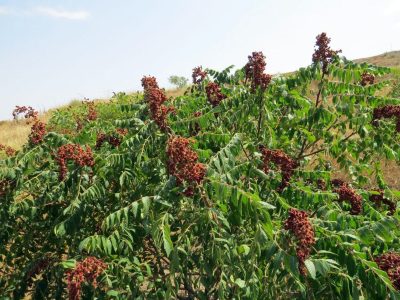 نهال‌های کشت بافتی سماق بومی آذربایجان در سال ۱۴۰۴ به باردهی اقتصادی رسیدند