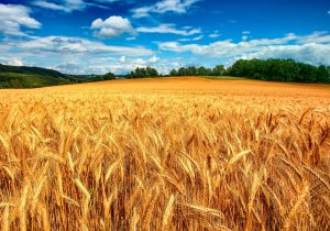 خرید گندم در آذربایجان شرقی به ۳۱۰ هزار تن رسید