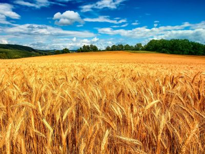 خرید گندم در آذربایجان شرقی به ۳۱۰ هزار تن رسید