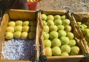 برداشت ۹۵ هزار تن سیب از باغات شهرستان میانه