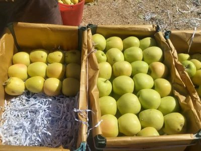 برداشت ۹۵ هزار تن سیب از باغات شهرستان میانه