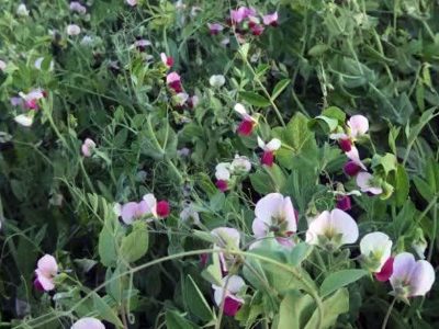 جهش ۱۰ برابری تولید علوفه در اراضی دیم آذربایجان شرقی: خبر خوش برای دامداران