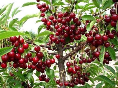 رتبه دوم استان آذربایجان شرقی در تولید محصول آلبالو در کشور