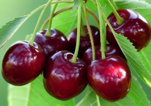 برداشت بیش از ۱۸ هزار تن آلبالو از باغ‌های آذربایجان‌ شرقی