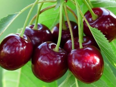 برداشت بیش از ۱۸ هزار تن آلبالو از باغ‌های آذربایجان‌ شرقی