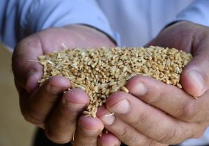 آغاز پرداخت مطالبات گندمکاران آذربایجان شرقی