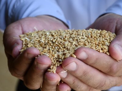 آغاز پرداخت مطالبات گندمکاران آذربایجان شرقی