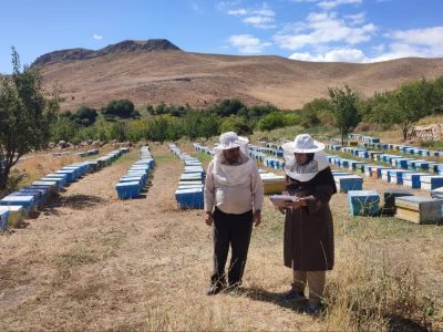 همزمان با سراسر کشور؛آغاز سرشماری زنبورستان‌های آذربایجان شرقی از امروز