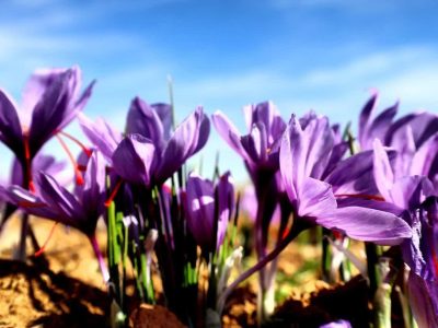 سطح زیر کشت زعفران در آذربایجان شرقی به بیش از ۴۴۸ هکتار رسید