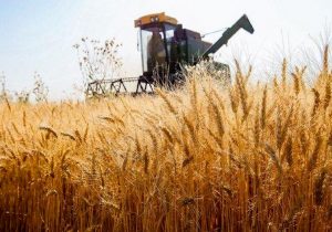 تخفیف ۴۵ درصدی بیمه برای کشاورزانی که همزمان در طرح جهش تولید و کشاورزی قراردادی شرکت کنند