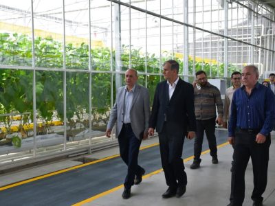 معاون امور باغبانی وزارت جهاد کشاورزی از گلخانه ارس تارلا امیر بازدید کرد