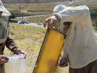 شهرستان اسکو یکی از قطب‌های تولید عسل در کشور