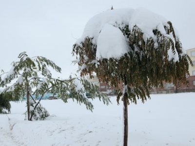 توصیه سازمان جهادکشاورزی آذربایجان شرقی به باغداران؛ درختان را برف تکانی کنید