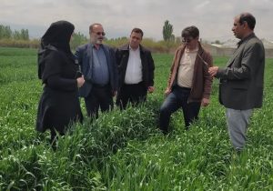 علف‌های هرز، سن و زنگ گندم تهدیدی جدی برای مزارع