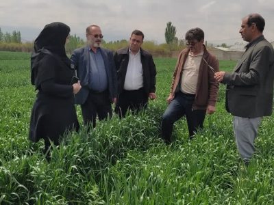 علف‌های هرز، سن و زنگ گندم تهدیدی جدی برای مزارع
