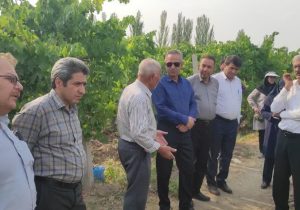ارزیابی میدانی باغات انگور عجب‌شیر با حضور مسئولان و کارشناسان گیاه‌پزشکی کشور