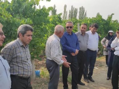 ارزیابی میدانی باغات انگور عجب‌شیر با حضور مسئولان و کارشناسان گیاه‌پزشکی کشور