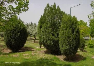 سرپرست سازمان سیما، منظر و فضای سبز شهرداری تبریز، خبر داد:تداوم اجرای طرح هرس فرم ‌دهی درختان سرو خمره‌ای در سطح شهر