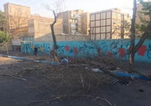 سرپرست سازمان سیما، منظر و فضای سبز شهرداری تبریز، خبر داد:حذف و رفع خطر درختان کهنسال مسیر آزادی