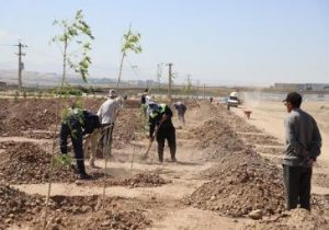 پیشرفت ۷۵ درصدی پروژه کاشت و توسعه فضای سبز اتوبان غرب تبریز