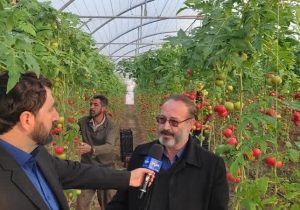 کشت های گلخانه ای در شهرستان مرند توسعه می یابد