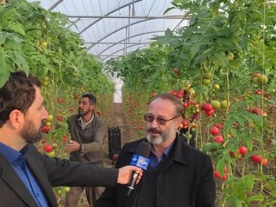 کشت های گلخانه ای در شهرستان مرند توسعه می یابد