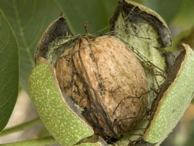 گردوی آذربایجان‌شرقی، طلای قهوه‌ای باغات ایران