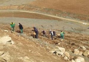 کاشت ۳۴۰۰۰ اصله نهال در فاز ۲ تفرجگاه جنگلی آرپادره‌سی در سال ۱۴۰۲