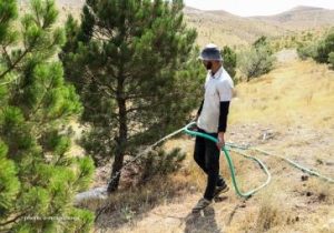 آسیایی منظم و دقیق فضاهای سبز شهری تبریز همزمان با افزایش دمای هوا