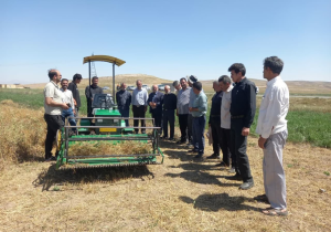 برداشت مکانیزه بالنگوی شهری برای اولین بار در شهرستان ورزقان