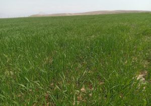 مزرعه تحقیقی بررسی تاثیر فسفات بر عملکرد گندم رقم پیشگام در شهرستان جلفا