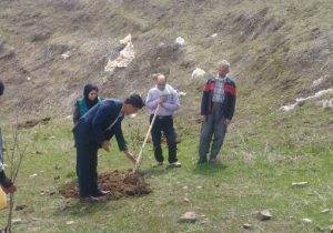 کشت سماق برای اولین بار در شهرستان اهر