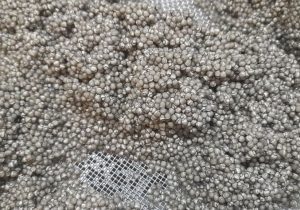 آذربایجان شرقی در مسیر خاویار طلایی؛ استحصال موفق از مزرعه شاهدی جلفا