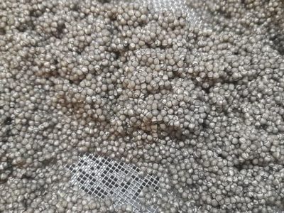 آذربایجان شرقی در مسیر خاویار طلایی؛ استحصال موفق از مزرعه شاهدی جلفا