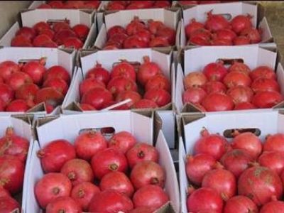 صادرات بیش از ۸۰۰ تن انار شهرستان جلفا به کشورهای اوراسیا