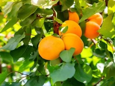برداشت ۹ هزار تن زردآلو در شهرستان جلفا