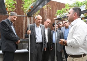 افزایش ۲۰ درصدی تولید توت‌فرنگی گلخانه‌ای در آذربایجان شرقی