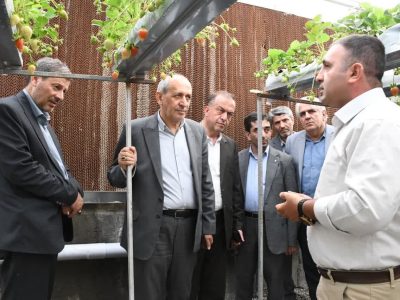 افزایش ۲۰ درصدی تولید توت‌فرنگی گلخانه‌ای در آذربایجان شرقی