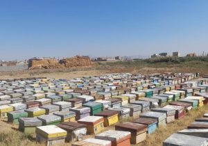 آمارگیری زنبورستان‌های تبریز پایان یافت/تولید سالانه ۶۱۸ تن عسل در شهرستان تبریز