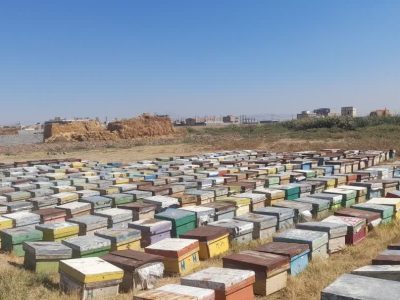 آمارگیری زنبورستان‌های تبریز پایان یافت/تولید سالانه ۶۱۸ تن عسل در شهرستان تبریز