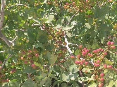رتبه نخست شهرستان اسکو در تولید پسته در آذربایجان شرقی