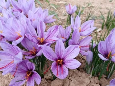 برداشت ۱٫۹ تن زعفران از مزارع شهرستان مرند
