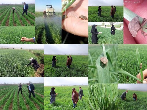 هشدار جهاد کشاورزی شهرستان ویژه مرند به کشاورزان در مورد ریزش سن غلات در مزارع/طرح پایش و مبارزه با سن غلات در مزارع مرند آغاز شد