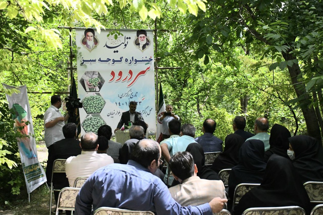برگزاری جشنواره گوجه سبز سردرود/رتبه دوم کشوری آذربایجان شرقی در تولید محصول گوجه سبز