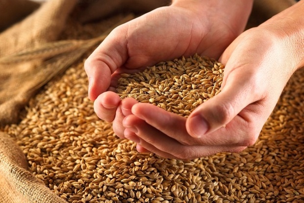 خرید گندم و دانه های روغنی توسط شبکه تعاونیهای روستایی آذربایجان شرقی آغاز شد/تعداد ۶۷ مرکز آماده خرید گندم از گندمکاران استان آذربایجان شرقی / خرید ۳۴۰۰ تن گندم